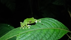 Pristimantis inusitatus