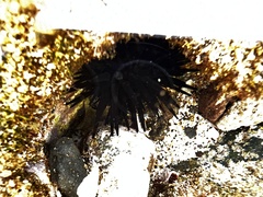 Echinometra oblonga