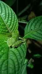 Pristimantis inusitatus