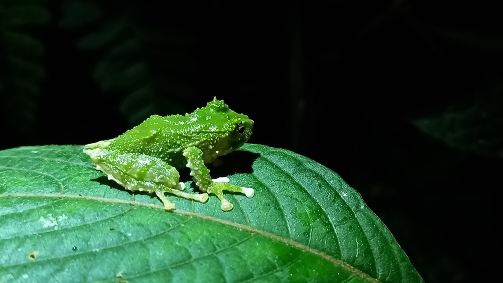 Barking Robber Frog