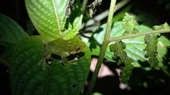 Pristimantis inusitatus