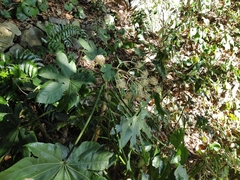 Fatsia japonica
