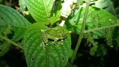 Pristimantis inusitatus