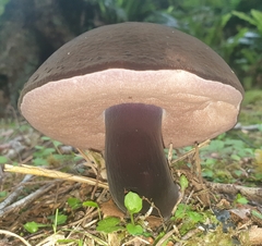 Tylopilus formosus