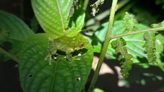 Pristimantis inusitatus