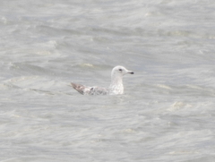 Larus argentatus