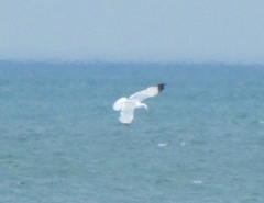 Larus argentatus