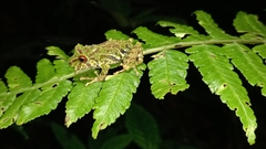 Pristimantis eriphus
