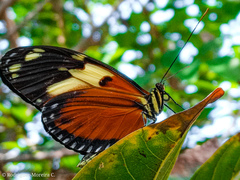 Heliconius ismenius metaphorus