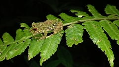 Pristimantis eriphus