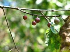 Celtis laevigata laevigata