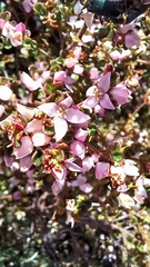 Boronia algida