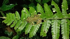 Pristimantis eriphus