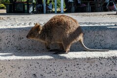 Setonix brachyurus