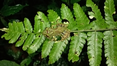 Pristimantis eriphus