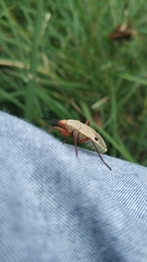 Probergrothius nigricornis