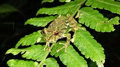 Pristimantis eriphus