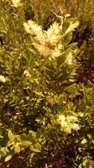 Orites lancifolius