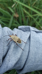 Probergrothius nigricornis