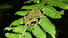 Pristimantis eriphus