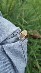 Probergrothius nigricornis