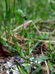 Draba sibirica