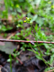 Draba sibirica
