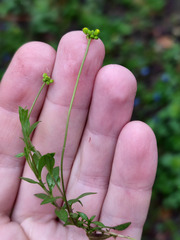 Draba sibirica