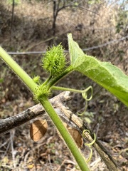 Passiflora vesicaria