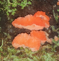 Aurantiporus pulcherrimus
