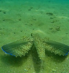 Dactylopterus volitans