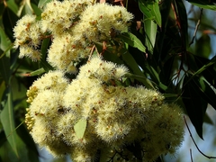 Corymbia intermedia