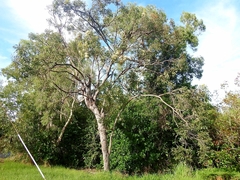 Corymbia intermedia