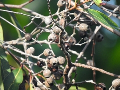 Corymbia intermedia