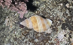 Nucella canaliculata