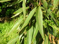 Corymbia intermedia