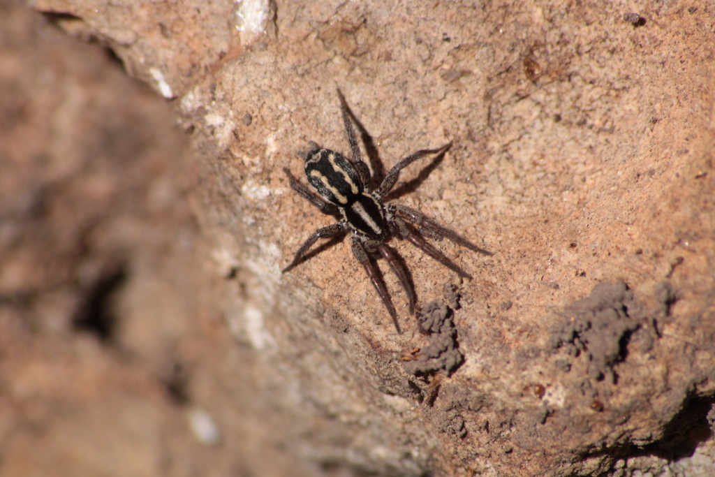 Cesonia cuernavaca