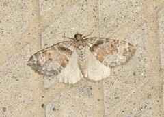 Dysstroma hersiliata