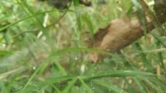 Cyrtophora cicatrosa