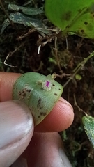 Lepanthes
