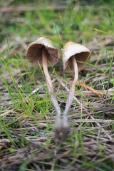 Psilocybe pelliculosa
