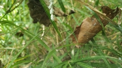 Cyrtophora cicatrosa