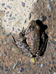 Rana draytonii