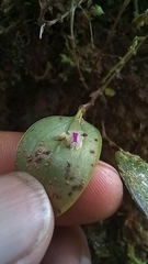 Lepanthes