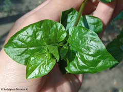 Commicarpus tuberosus