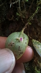 Lepanthes