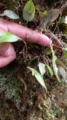 Lepanthes