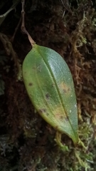 Lepanthes