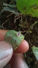 Lepanthes