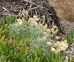 Astragalus nuttallii